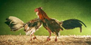 Luật Đá Gà Thomo - Tổng Hợp Quy Định Trên Sàn Đấu Chiến Kê